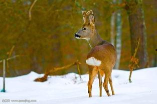 狍子先生爆料视频播放在线观看,独家解析幕后真相  第2张